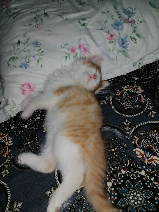 Отдам котенка в добрые руки