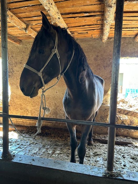 Срочно 2 айғыр сатылады!