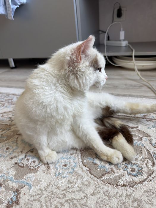Кошка белая чистая