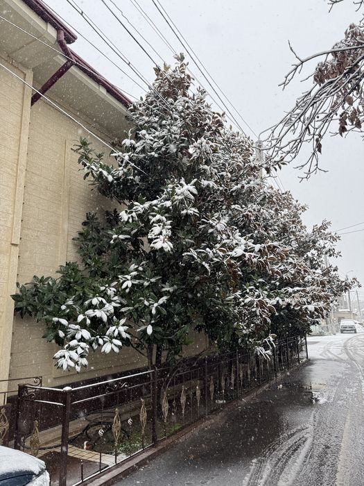 Magnoliya Декоративное дерево Магнолия – украшение для двора и сада