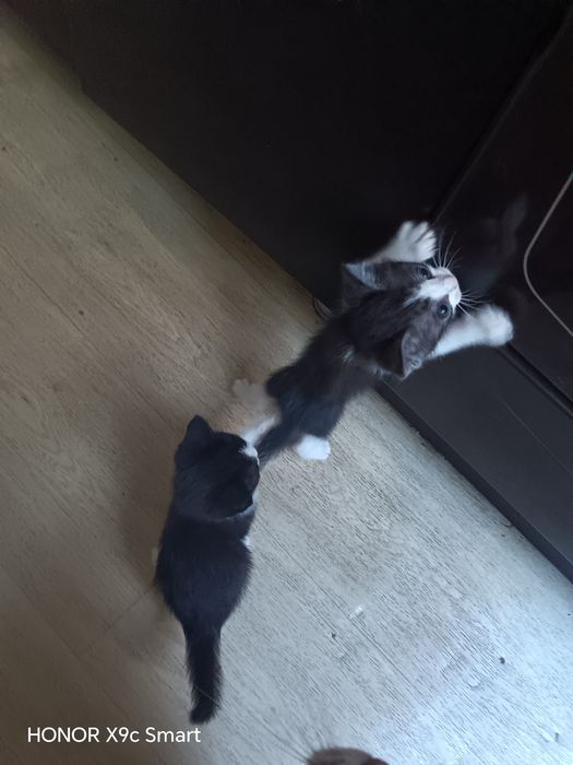 Отдам котят в добрые руки