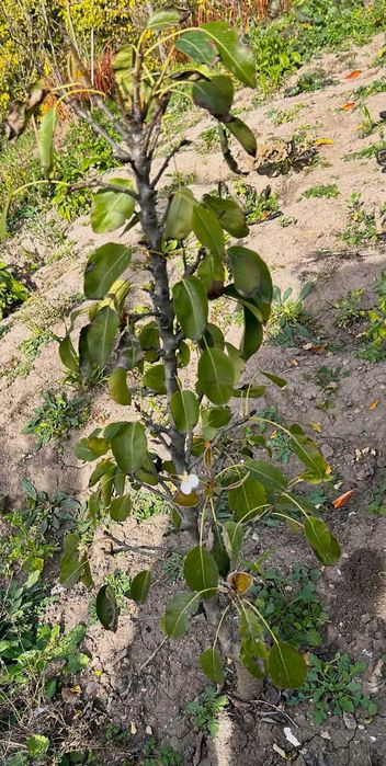 Vând pomi fructiferi – ideali pentru livada sau gradina ta!