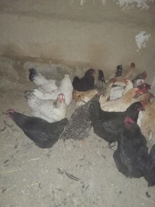 Тауықтар сатылады