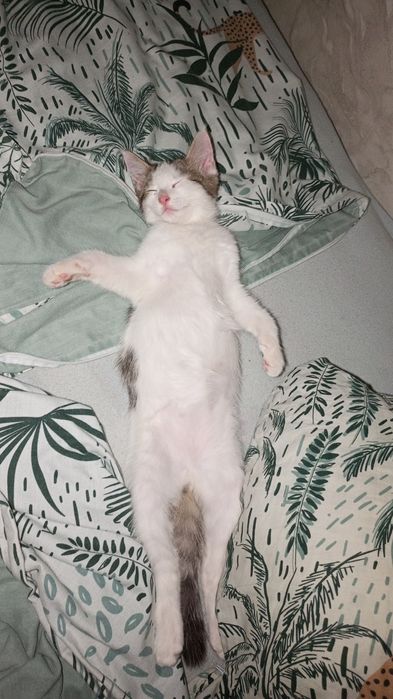 Кот Кеша даром безвозмездно