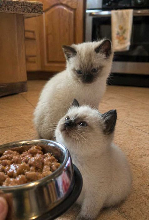 Сиамские котята, 2 месячные
