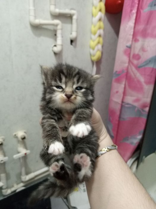 мушукчалар 1 ярим ойлик хадияга берилади сергили янги хаёт район