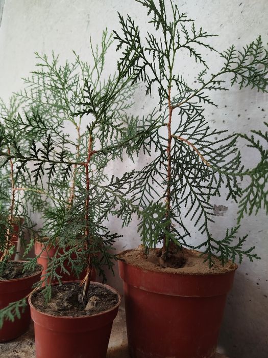 Комнатные растения для дома и офиса - Можжевельник. Доставка.