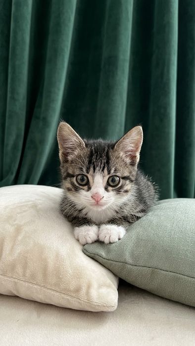 Милые Котики в добрые ручки!