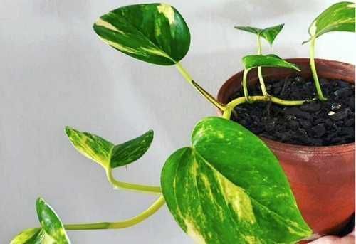 Комнатные цветы по 500 тг