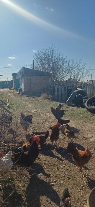 Кучинский әтеш,петух продам