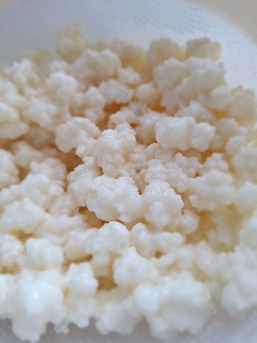 Ciuperca tibetana pentru lapte kefir