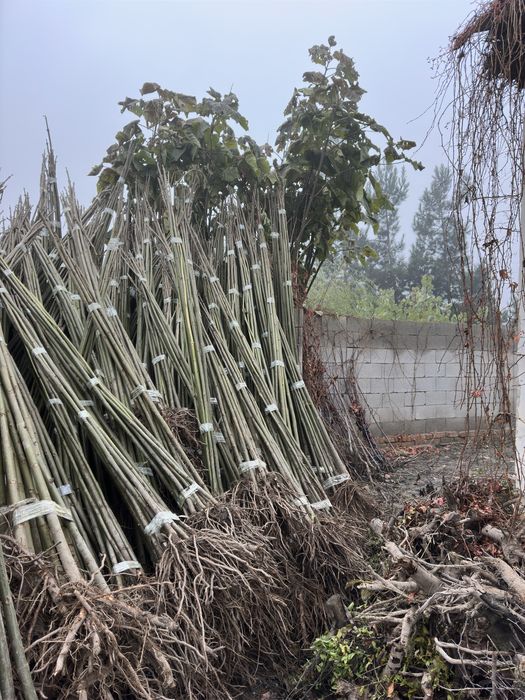 Павлония бор Pavlovniya sotiladi optom