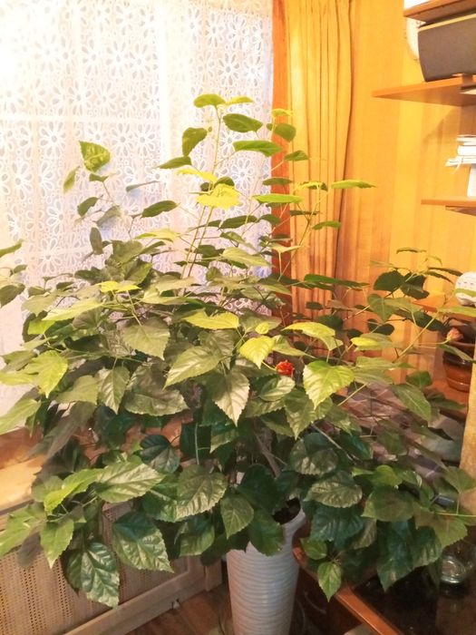 Продам Гибискус ( китайская роза )