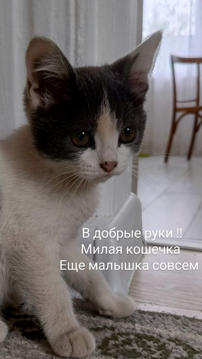 Котенок в добрые руки