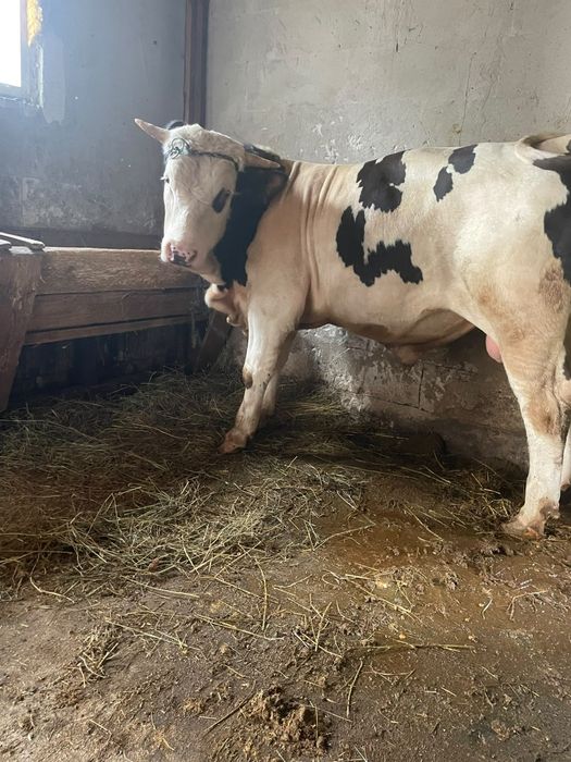 Vând taur de 600kg