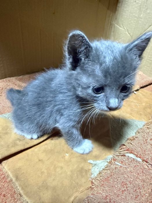 Отдадим котят бесплатно.