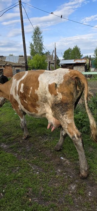 Продам дойную корову,симметалку
