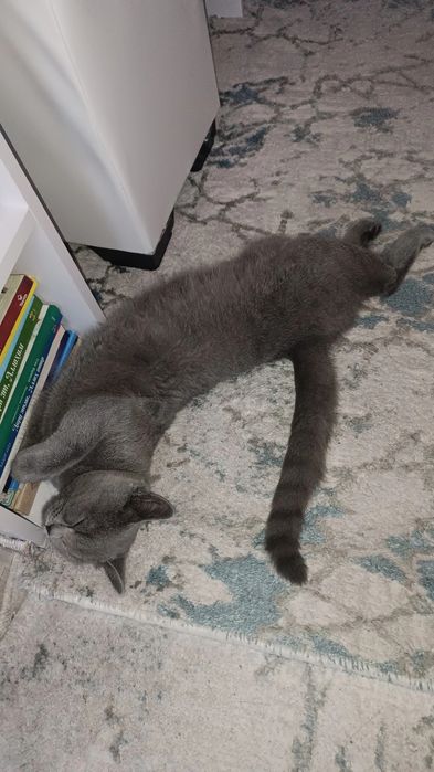 Scottish straight 6 oylik