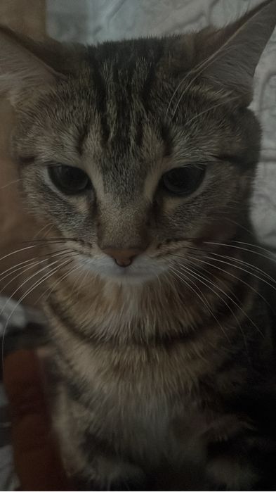кот Барсик ищет дом