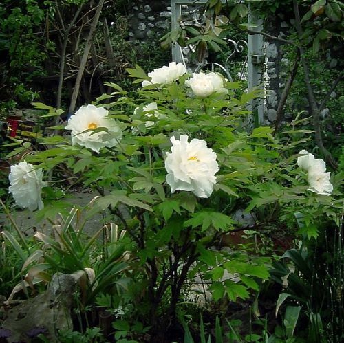 Bujor Arbustiv la Ghiveci