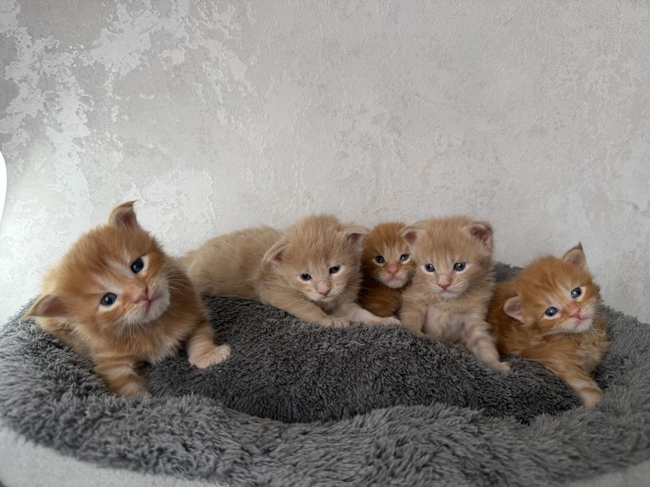 Котенок мейн кун бронь