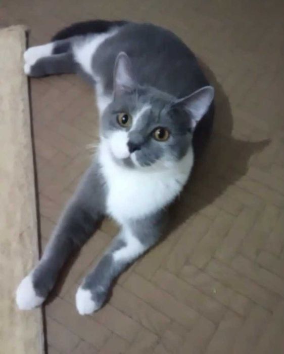Ласковый котик ищет дом