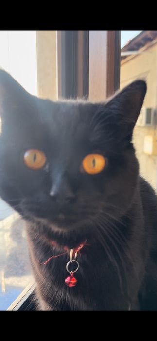 Спокойный черный кот ищет дом