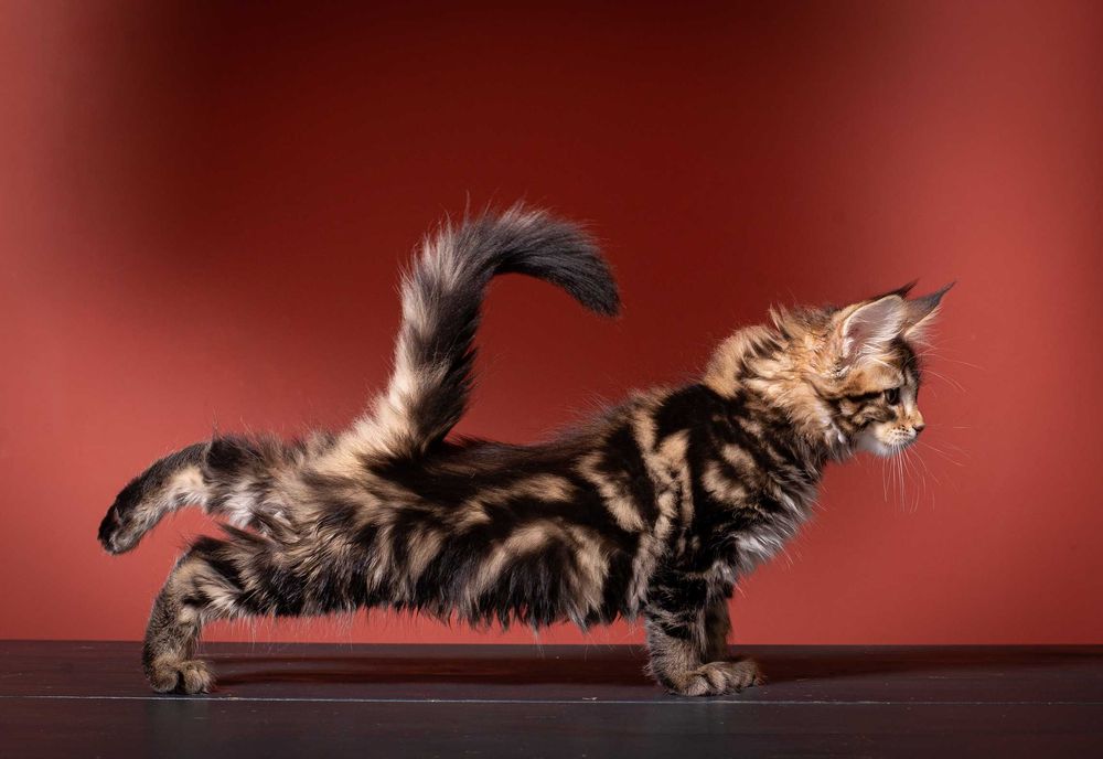 Роскошные котята мейн кун из питомника Mainemarie