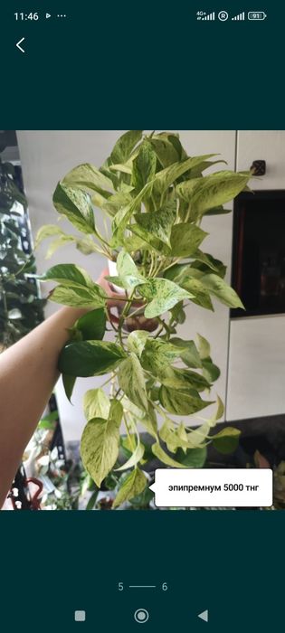 Продам   Хоя сортовая