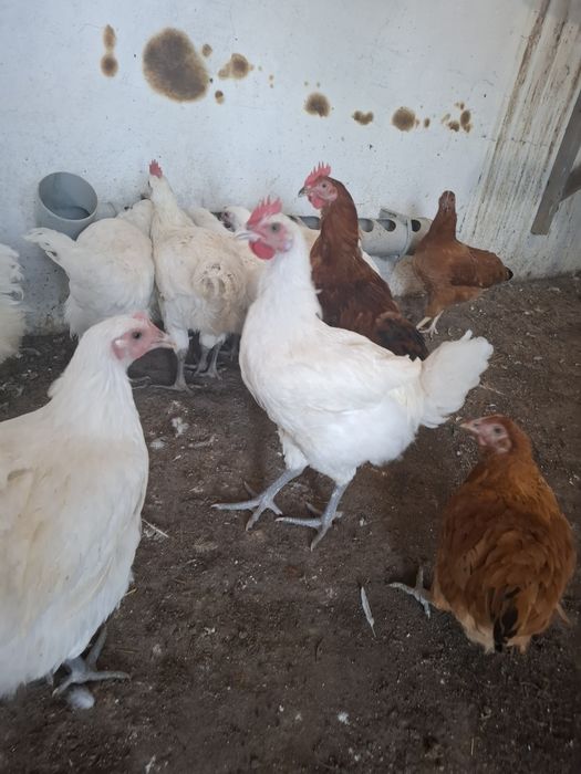 Продам птенцов Бресс Гальской породы