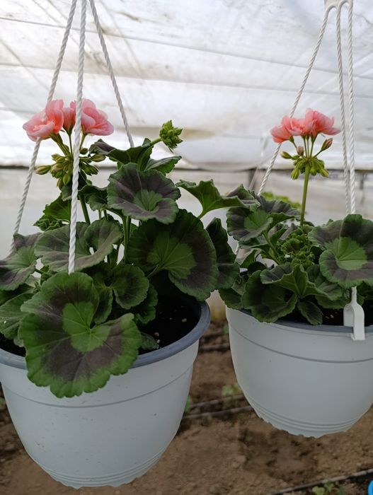 Petunia și mușcate de vânzare