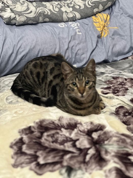 Отдам в хорошие руки бенгала