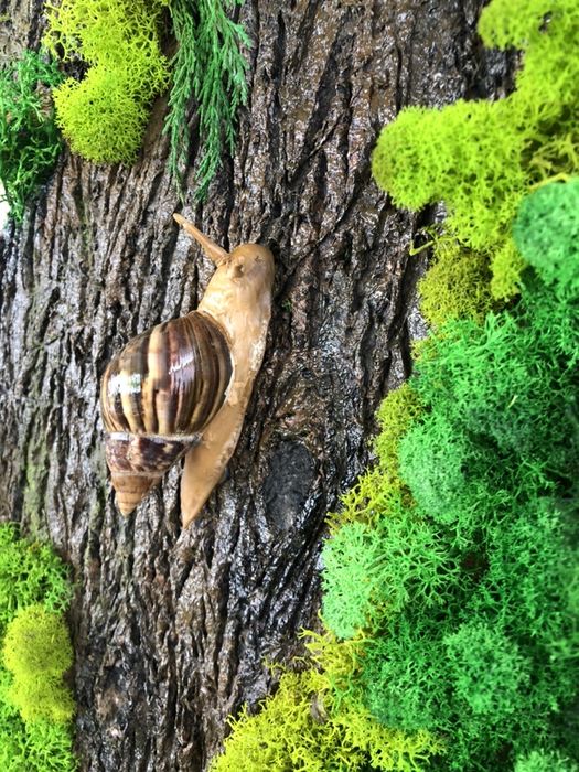 Сухоцветы! Картины из стабилизированного мха. Коряги. Гриб чага