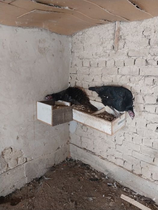 Идук прадам  цена 15000