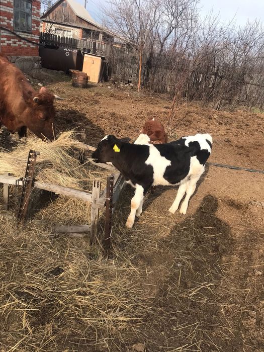 Продам 2 коров,3 тёлки, 2 бычка