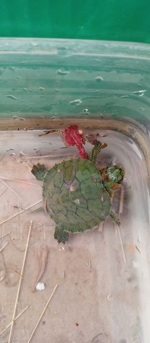 Продам Черепаху 4000 тыс