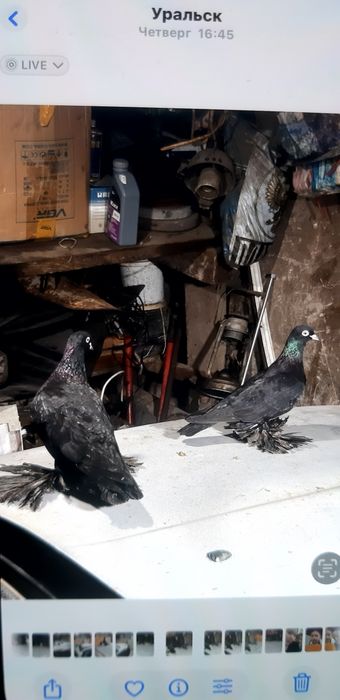 Черные северокавказкие