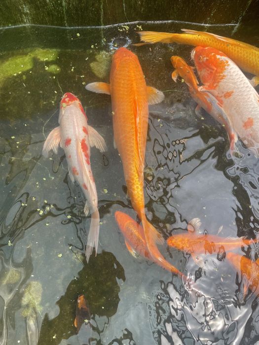 Коя японский карп сотилади