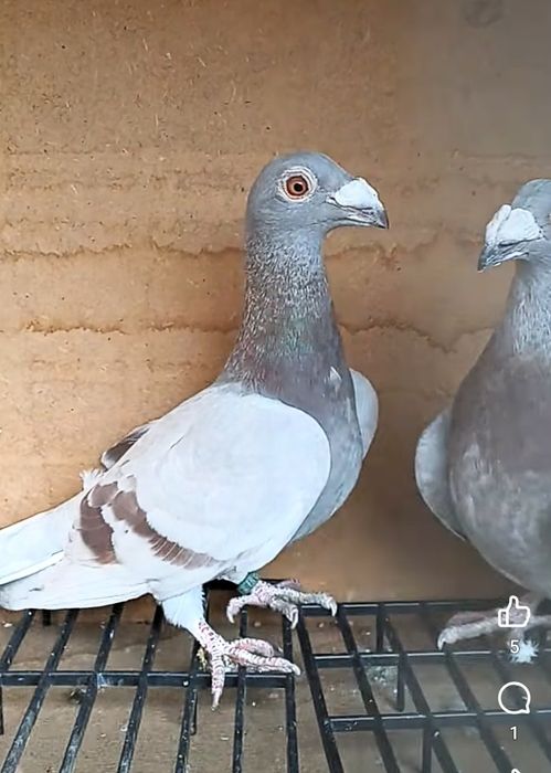 Porumbei voiajori stil vechi