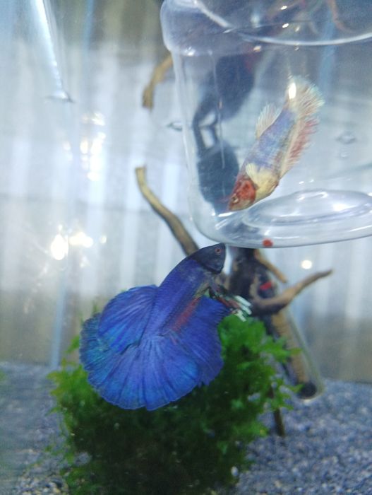 Петушок балик самец