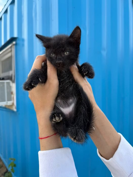 Котята бесплатно