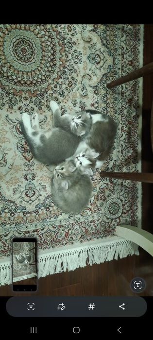 Продаётся Котята Scottish Fold