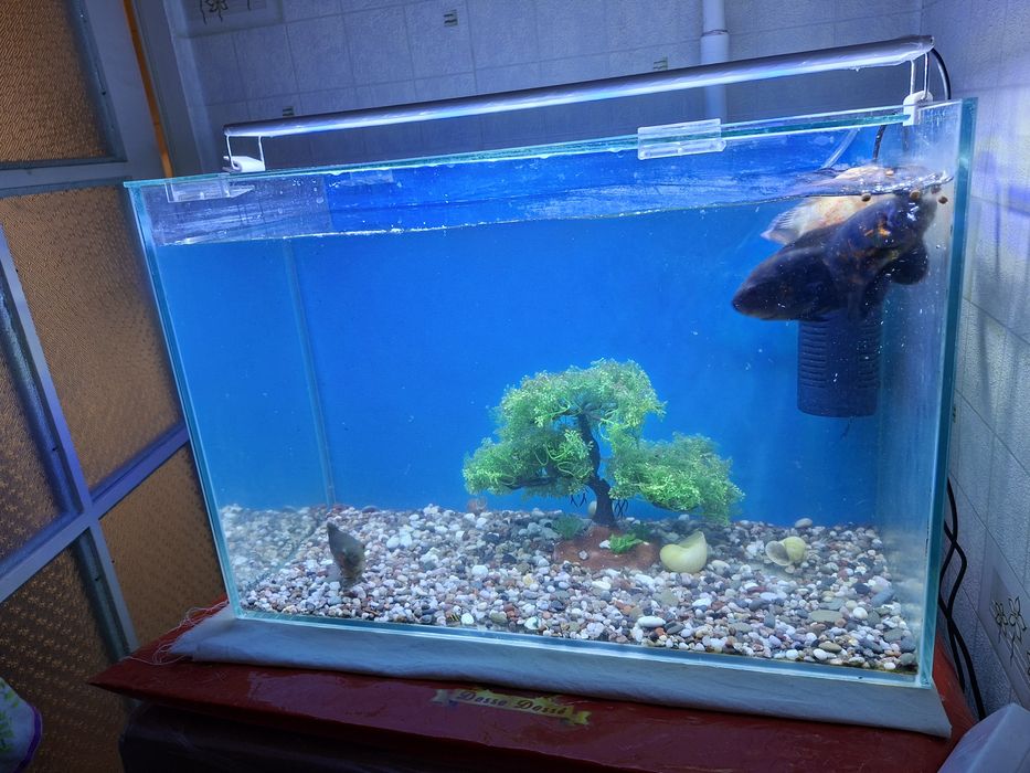 Аквариум  Сотилади хамма нарсаси билан