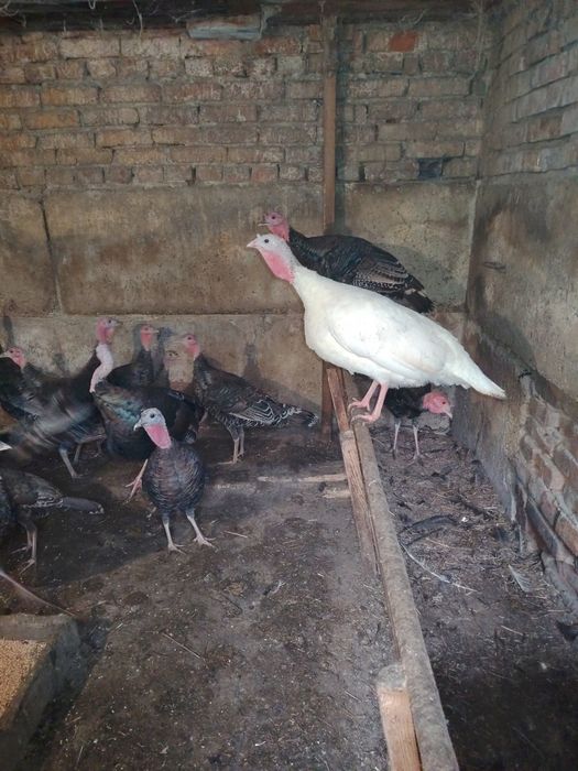 Продам Индюка, Индюшак, Индюшат
