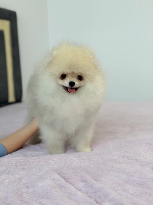 Baietel pomeranian mini/toy!
