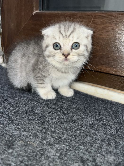 Scottish fold mushukcha