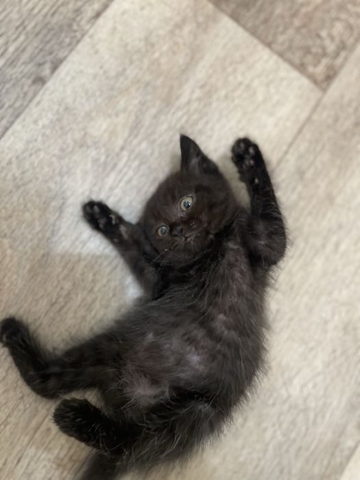 Животные . Котята .