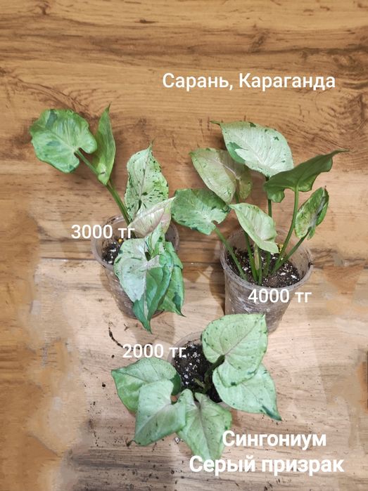 Сингониум 1  сингониум