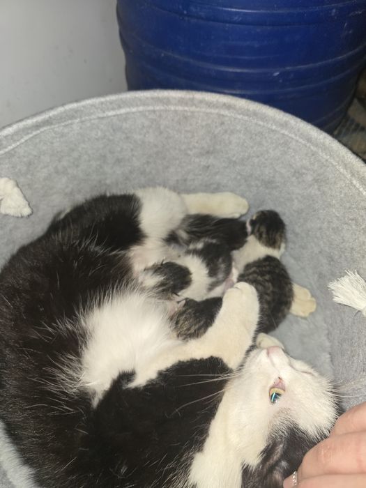pui de pisică spre ADOPȚIE!!