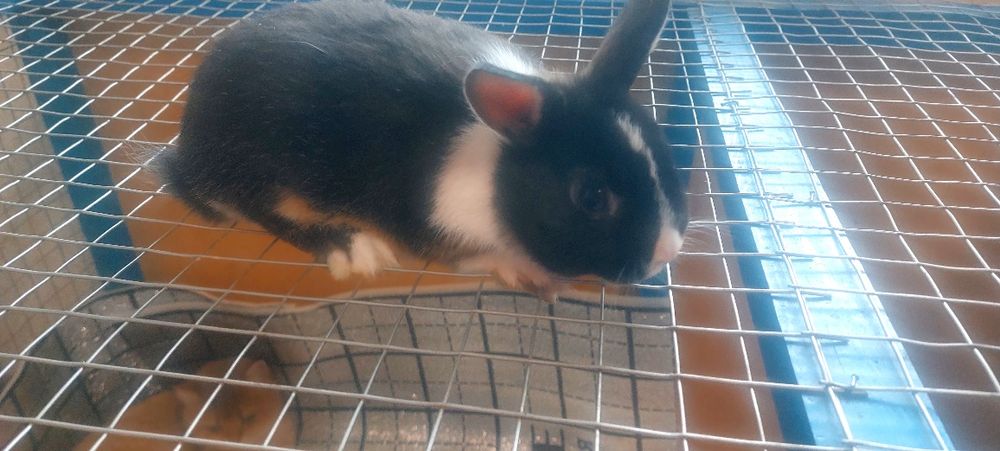 Кролик  Карлики продаётся